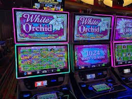 Domino QQ live dealer session walkthrough